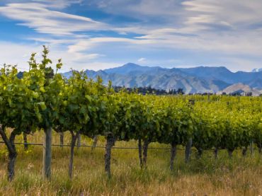 Wine Trails